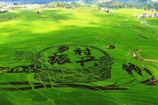 鄉(xiāng)村振興與智慧農(nóng)業(yè)的發(fā)展息息相關(guān)？