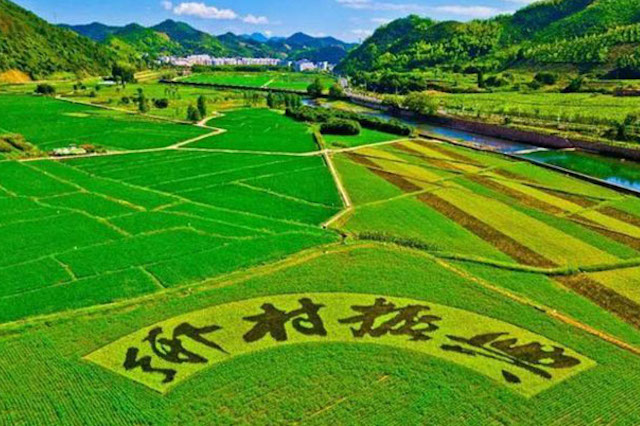 國家大力扶持鄉(xiāng)村振興，年輕人不可錯(cuò)過的5個(gè)創(chuàng)業(yè)機(jī)會！