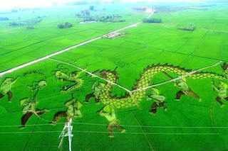做好以下五點(diǎn)，特色農(nóng)業(yè)的發(fā)展怎能不“特色”！