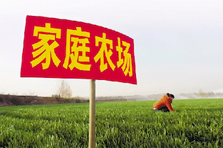 家庭農(nóng)場(chǎng)僅是種地嗎？不是的，千萬不要搞混了！
