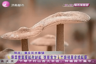 濟南首例黑皮雞樅菌養(yǎng)殖：農(nóng)業(yè)科技推廣與NB-Iot的結(jié)合
