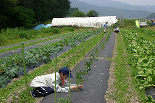 對比美國和日本農(nóng)業(yè)發(fā)展，中國農(nóng)業(yè)路在何方？