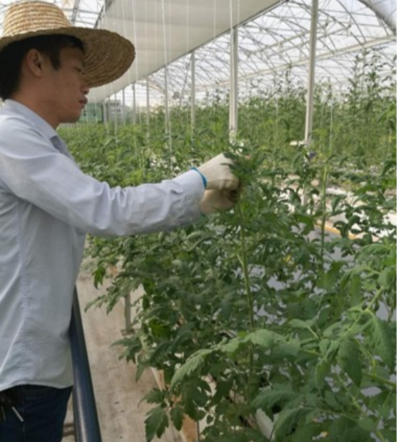 番茄定植后繞蔓、打側(cè)芽.png