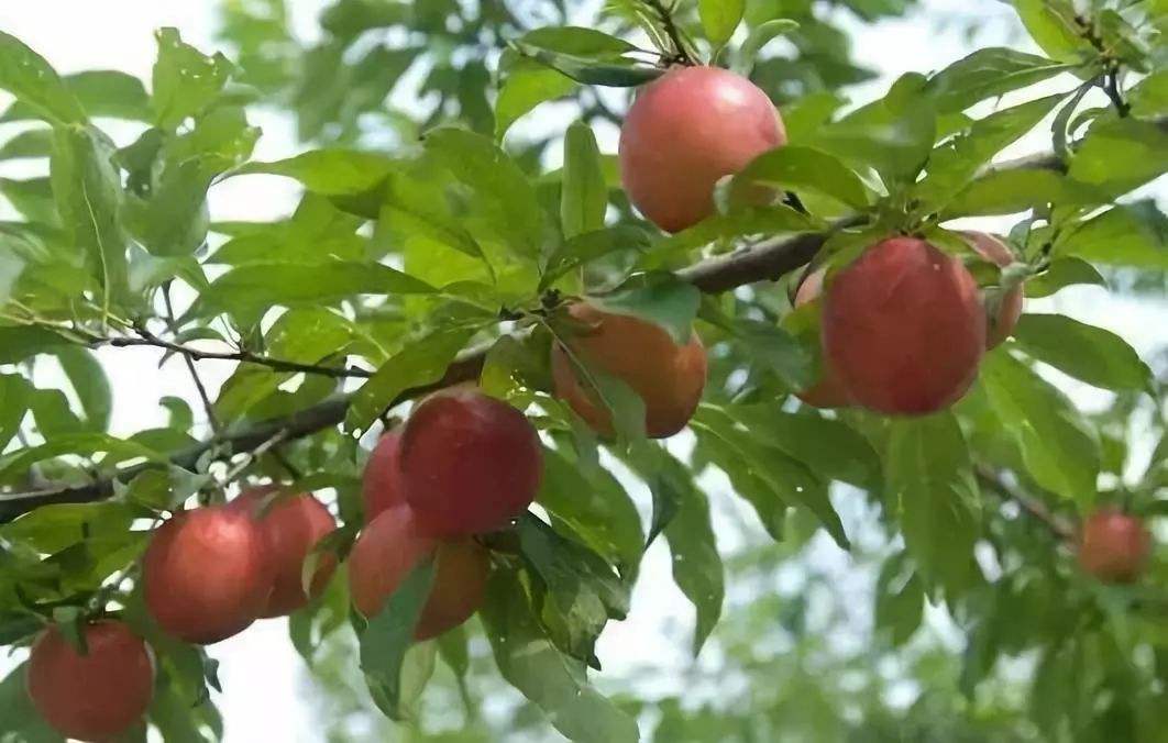 “秋施是黃金”現(xiàn)在開始準備還來得及！.jpg